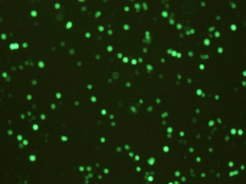 KG-1 - Human Acute Myeloid Leukemia cells - Transfection Efficiency 65 percent